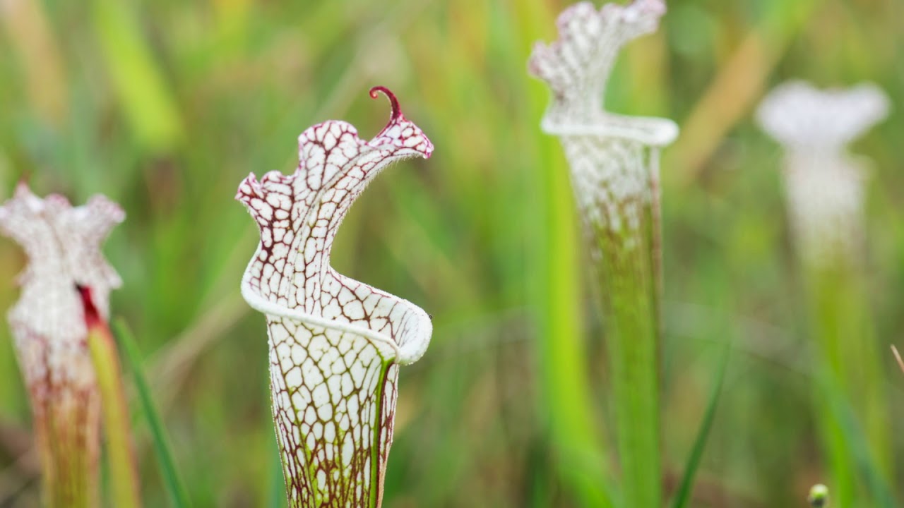 Alabama Canebrake Pitcher Plant Alabama Legacy Moments