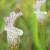 Alabama Canebrake Pitcher Plant